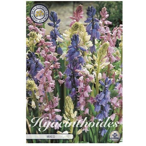  Cvjetne lukovice Hyacintoides Hispanica Mixed (Mješane boje, Botanički opis: Hyacintoides) Cijene
