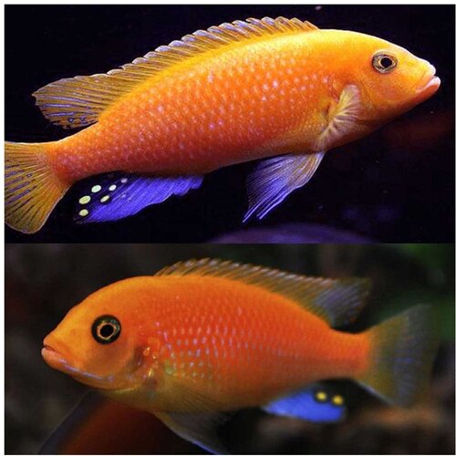 Akvarijum Centar red zebra cichlid Cene