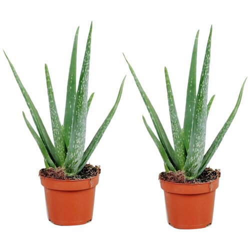 Plant in a Box Aloe Vera - 2 kos - Aloe barbadensis - Višina 25-40cm - ⌀10,5cm, (21758261) Cene