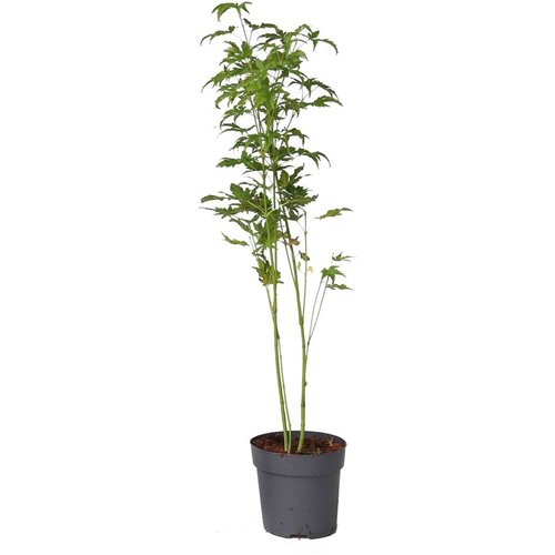 Plant in a Box japonski javor - acer palmatum 'going green' - višina 25-40cm - ø10,5cm, (21757558) Cene