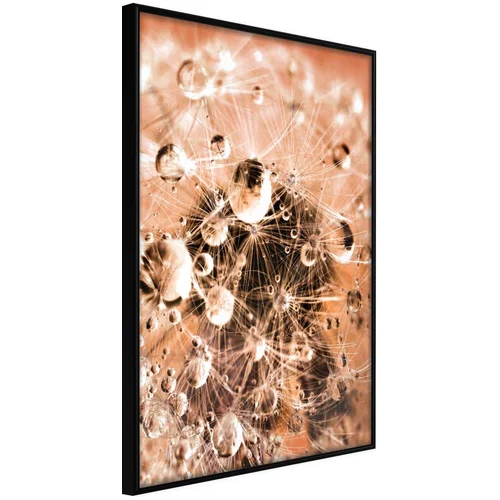  Poster - Drops on Dandelion 30x45