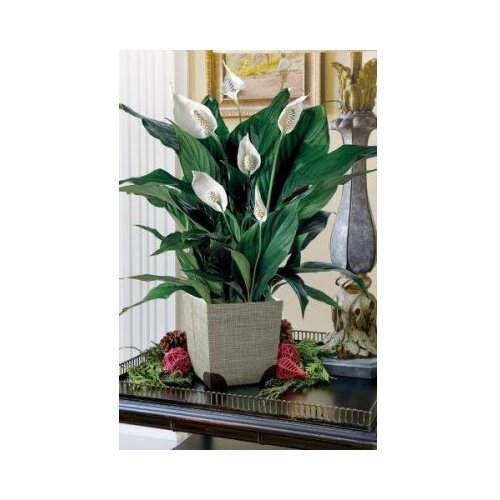  Spatiphyllum Torelli x10 Cijene