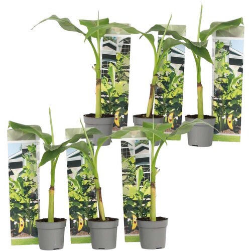 Plant in a Box japonski bananovec - 6 kos - musa basjoo - višina 25-40cm - ⌀9cm, (21757799) Cene
