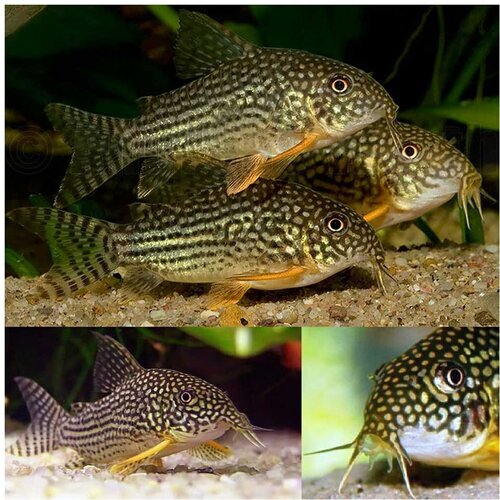 Akvarijum Centar Sterbai cory Cene