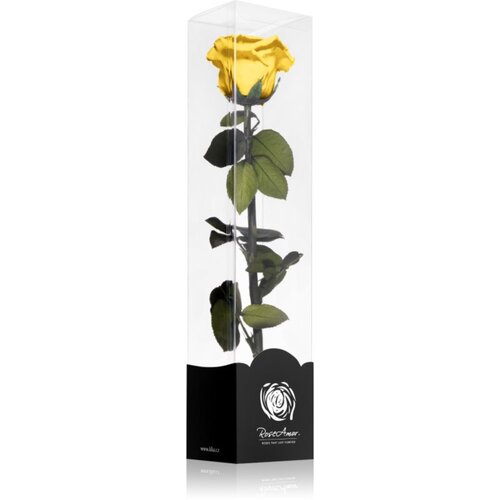 RoseAmor Yellow stabilizirana vrtnica na steblu 30 cm 1 kos Slike