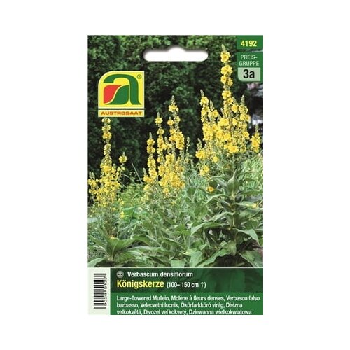 AUSTROSAAT Velecvetni lučnik, Verbascum Slike