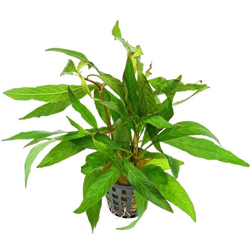 Rainforest Hygrophila angustifolia Cene