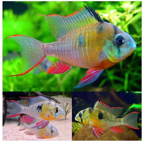 Akvarijum Centar Bolivian butterfly cichlid Cene