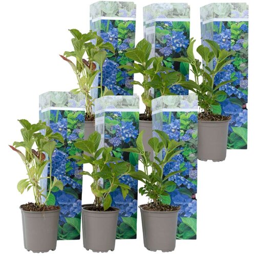 Plant in a Box hortenzija - 6 kos - hydrangea macrophylla 'early blue' - višina 25-40cm - ⌀9cm, (21757691) Cene