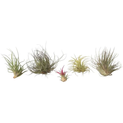 Plant in a Box tilancija - 5 kos - tillandsia - višina 5-15cm - ⌀5cm, (21757974) Cene
