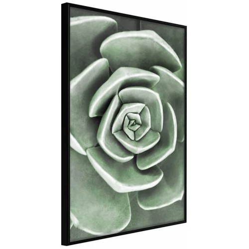  Poster - Robust Plant 40x60