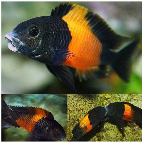 Akvarijum Centar Bemba red tropheus Cene