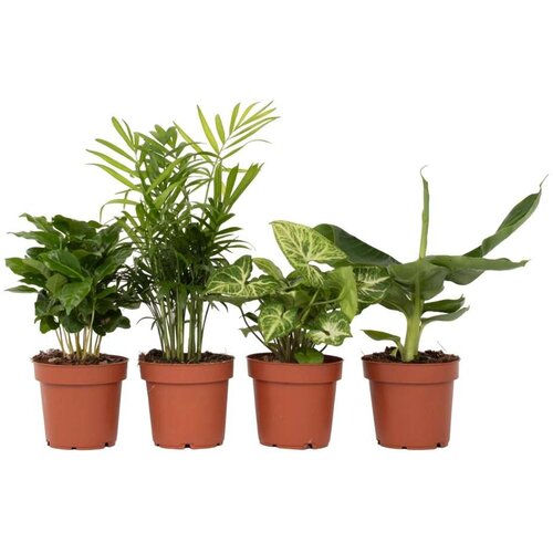 Plant in a Box Lepe sobne rastline - 4 kos - Višina 25-40cm - ⌀12cm, (21758325) Cene