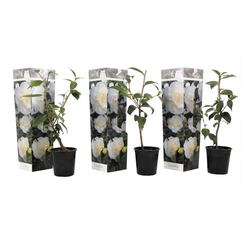 Plant in a Box japonska kamelija - 3 kos - camellia japonica 'brush field' - V25-40cm - ⌀9cm, (21757766) Cene