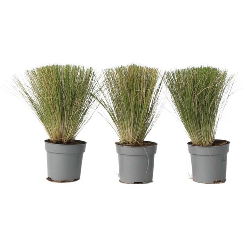 Plant in a Box bodalica - 3 kos - stipa tenuifolia 'pony tails' - višina 20-30cm - ⌀9cm, (21778525) Cene