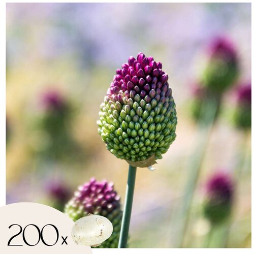 Plant in a Box Luk - 200 kos - Allium 'Sphaerocephalon' - Cvetne čebulice - Vijolična, (21755633) Cene