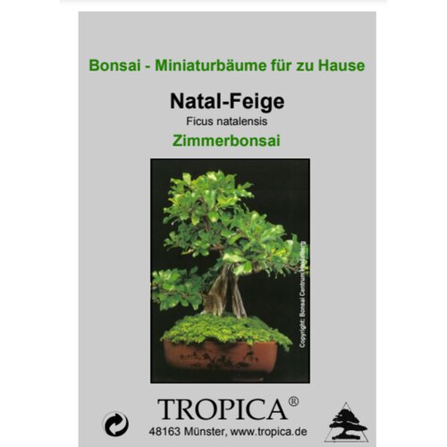  Fikus natalensis - sobni bonsaj - 20 zrn. Slike