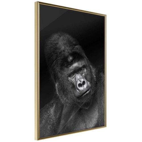  Poster - Intelligent Gaze 40x60 Cijene