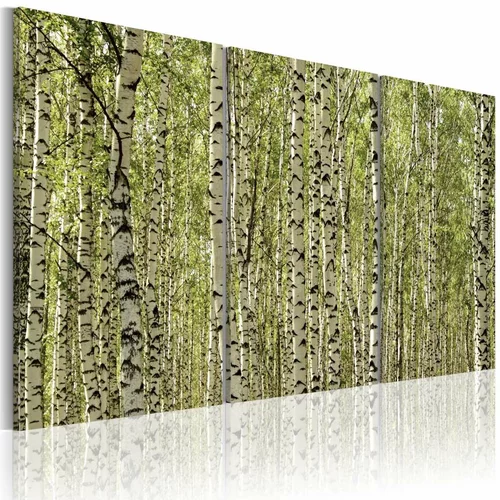 Slika - A forest of birch trees 120x80