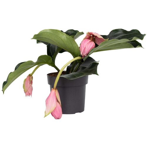 Plant in a Box veličastna medinila - medinilla magnifica - višina 40-50cm - ⌀17cm, (21757950) Cene