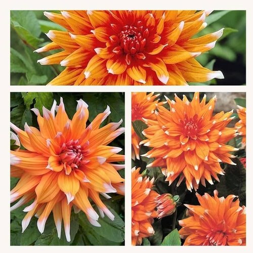 Royal De Ree Lukovica Georgina, dalija - Dahlia Cactus Color Spectacle 1/1 Cene
