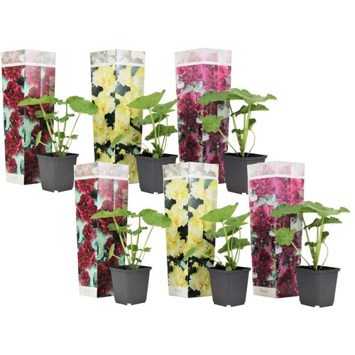 Plant in a Box rožlin - 6 kos - alcea rosea - višina 25-40cm - ⌀9cm, (21757425) Cene