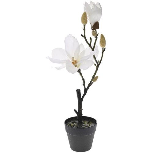  Ve&amp;scaron;tački cvet magnolija u saksiji 40cm bela Slike