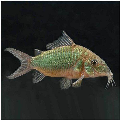 Akvarijum Centar Corydoras green Cene