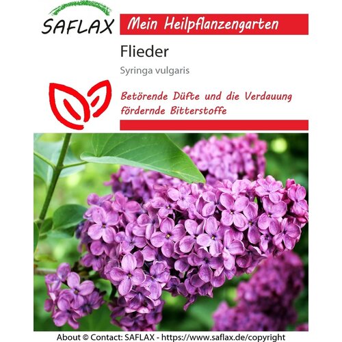 Saflax Španski bezeg - 1 pkt. Cene