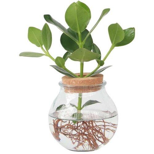 Plant in a Box Balzam jabolko - Clusia rosea 'Princess' - Višina 25-35cm - ⌀20cm, (21758000) Cene
