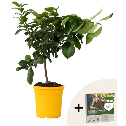 Plant in a Box Limona - Citrus limon - Višina 60-70cm - ⌀19cm, (21873218) Cene