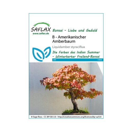 Saflax Bonsai - ameriški ambrovec Cene