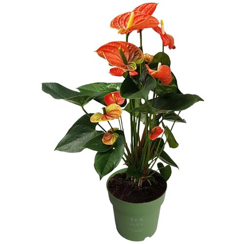 Plant in a Box Flamingovec - Anturij - Anthurium 'Madural Orange' - Višina 55-70cm - ø17cm, (21758259) Cene