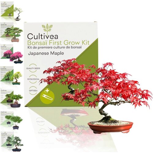 Set za gojenje bonsajev "Japanese Maple" - 1 set. Cene