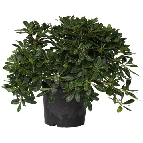 Plant in a Box lepljivec - pittosporum tobira nanum - višina 30-40cm - ⌀19cm, (21757492) Cene