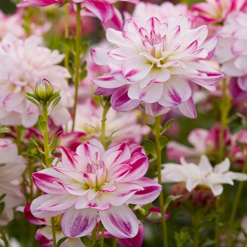 Royal De Ree Lukovica Georgina, dalija - Dahlia Dec. Saint Martin 1/1 Cene
