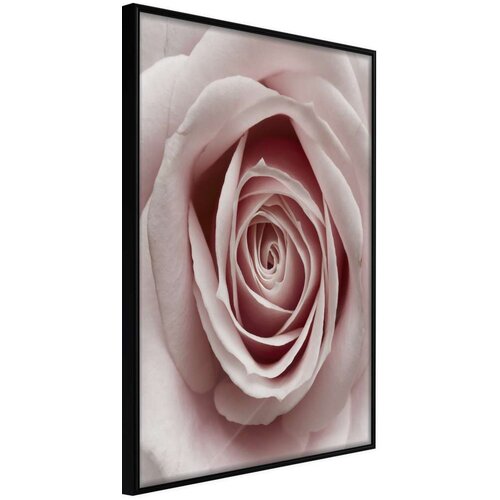  Poster - Rosebud 20x30 Slike