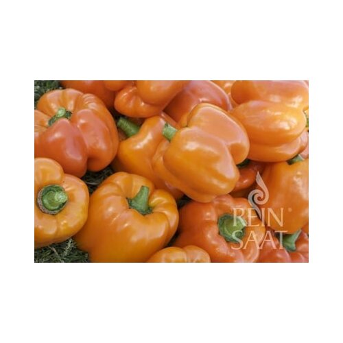  Paprika &amp;quot;Cubo Orange&amp;quot; Slike