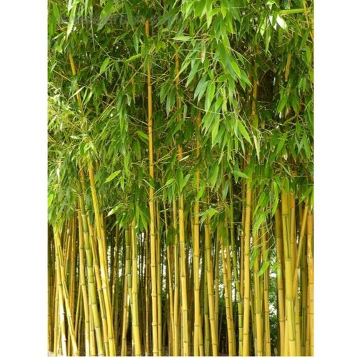  phyllostachys aurea - c18 l - 150/200 cm Cene