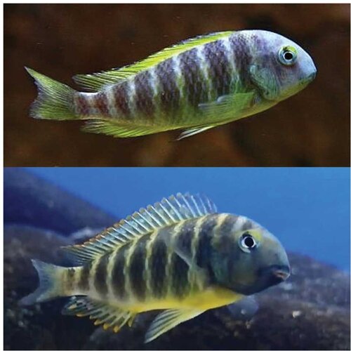 Akvarijum Centar Tropheus brichardi ujiji Slike