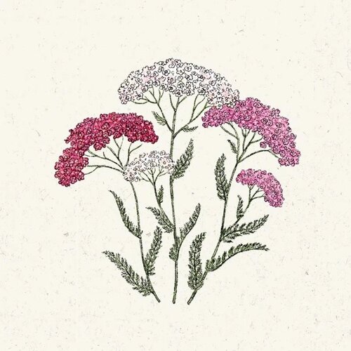 Jora Dahl Achillea millefolium "Summer Berries" (Rman) - 1 pkt. Cene