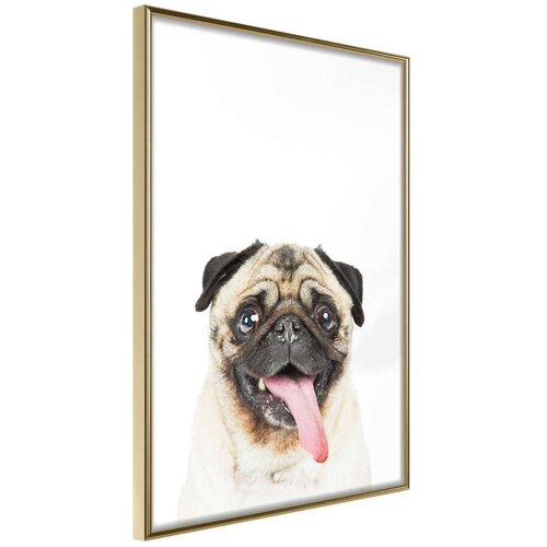 Poster - Funny Pug 40x60 Slike