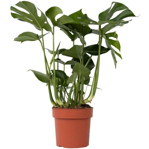 Plant in a Box Navadna monstera - Monstera deliciosa - Višina 70-80cm - ⌀21cm, (21757920) Cene