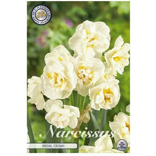  Cvjetne lukovice Narcisa Botanical Bridal Crown (Bijela, Botanički opis: Narcissus) Cijene