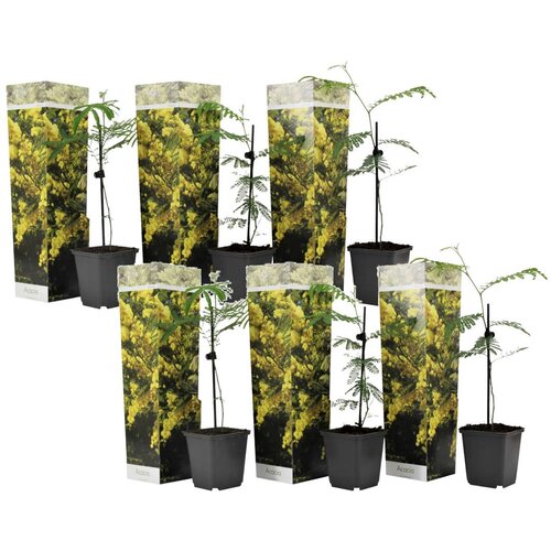 Plant in a Box Mimoza - 6 kos - Mimosa dealbata - Višina 25-40cm - ⌀9cm, (21757660) Cene