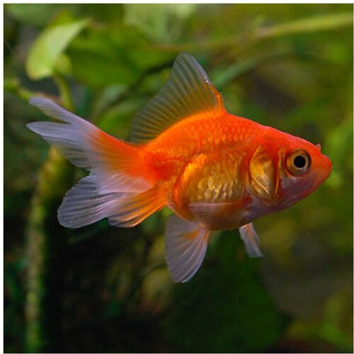Akvarijum Centar Carassius auratus - Japanka crvena - 4 cm Cene