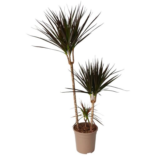 Plant in a Box Dracena - Dracaena marginata 'Magenta' - Višina 110-130cm - ⌀24cm, (21758309) Cene