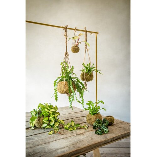 Esschert Design Kokedama krogla - M Slike