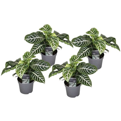 Plant in a Box zebrasta afelandra - 4 kos - aphelandra 'botanica' - višina 25-45cm - ⌀13cm, (21757944) Cene
