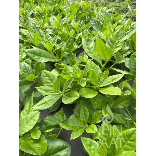 ReinSaat Talinum - 1 pkt. Cene